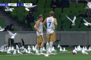 名场面！澳超数十只海鸥飞进球场，两队球员淡定继续比赛